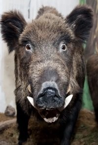 Зенитчики поразили "Кабана" на учениях в ЦВО: видео