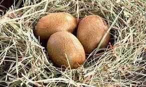 Размер яиц киви по сравнению с их телом