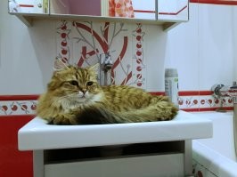 Ну, это да... Ни зубы не почистить ни побриться, пока он кошку держит.