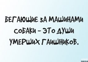 Бесценная реакция пса на жезл регулировщика