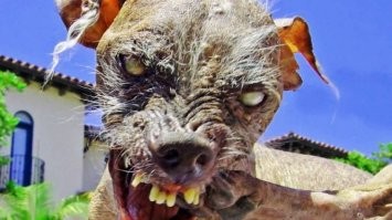 Всех-всех собак, говоришь, любишь?