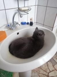 У меня в комплекте держатель кошки