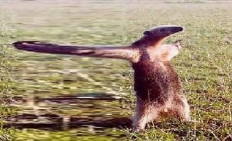 Веселые  картинки