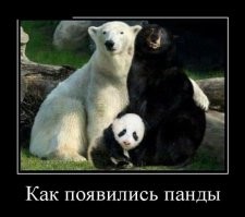 В Бельгии панда сбежала из вольера и напала на смотрителя