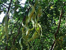 Стручки южной акации