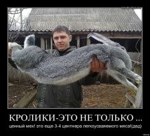 Длинноухое животное: зачем природа наделила зайцев и кроликов длинными ушками?