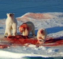 Укус медведя