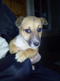 Мой барбос в 1,5 месяца и год спустя.