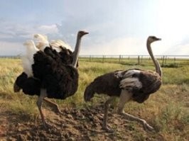 «И петь не поет,

И летать не летает…

За что же народ

Его птицей считает?»