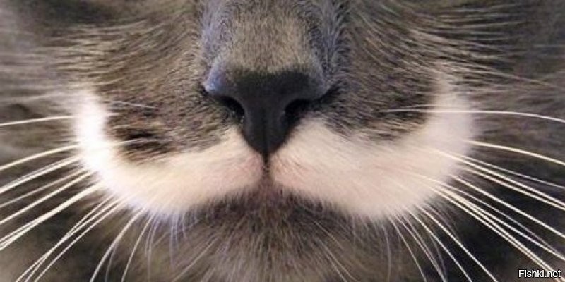 У кошек болезненно чувствительные вибриссы ("усы" то есть). Если миска маленькая, то при еде из неё вибриссы упираются в стенку, что кошке неприятно. 
Поэтому кошки выгребают еду из маленькой миски на пол, чтобы съесть её без помех, а также предпочитают лакать воду из крупной посуды (включая унитаз).
Чтобы не задавать своему коту глупых вопросов, просто купите ему широкую посудину, чтобы он мог без помех засунуть в неё морду вместе с усами.