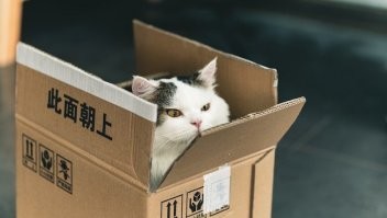 А в источнике статью вам котики подсказали?