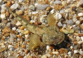 нерпа есть омуль очень редко, рыба шустрая не так просто поймать. А бычки байкальские это не окурки, а рыбки такие, страшненькие.