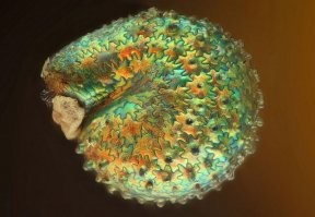 Портулак пазловый , обыкновенный