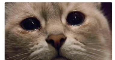 Смешные и познавательные картинки