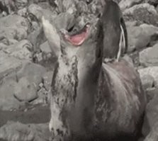 Это лучше смотреть со звуком!