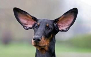 Доберман с некупированными ушами выглядит ужасно..