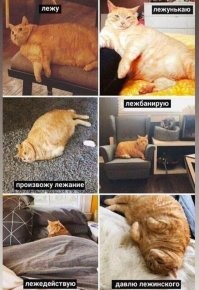 "Я на солнышке лежу": львенок развалился после трапезы