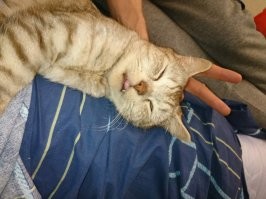 Мой Котэ тоже фоткаться не умеет)