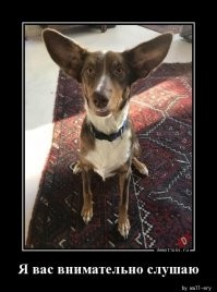 Обязательно ли купировать доберманам уши?