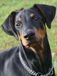 В полне себе милые собачки. На такс становятся похожи. 40кг- вых такс.