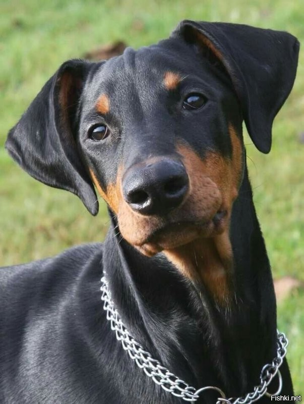 В полне себе милые собачки. На такс становятся похожи. 40кг- вых такс.