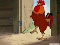 Петушок разбушевался.