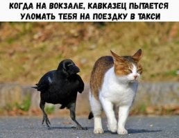 Убойные приколы, которые могли произойти только с таксистами