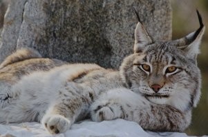 У этого парня нет в жизни ни единого пункта, но выглядит он бомбически.