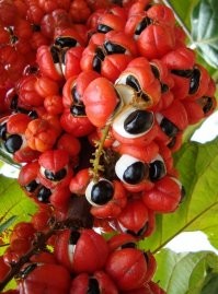 Варёный Хермеус Мора.