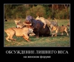 Бывает львицы не разбегаются, а группируются и делают из гиппопотама котлету.