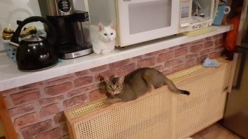 Мои не носят масок)