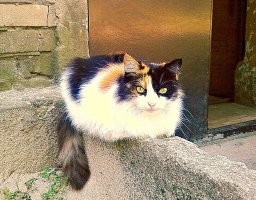 Красивые и колоритные котики