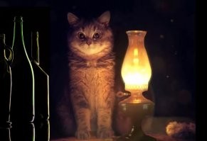 "Белочка" в больнице: вас прирежут, а вы не дергайтесь, спасать некому