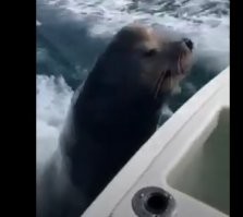 Как его винтом не порубило, если там не водомёт!