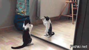 Коты - любители стоять на задних лапах