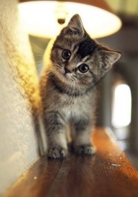 этих ваших камвхор в наших интернетах на каждом шагу по 2-3 и все сильно одинаковые и такие же недоступные. Я бы предпочёл котика, его хоть погладить можно и он мурчит. На и тебе котика.