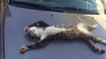 "Я кот, я так хочу": 20+ котеек, которые оказались в самых неожиданных местах