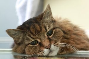 коты должны иметь дом...