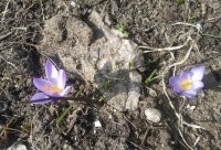 Что за цветок?