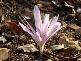 Понял, спасибо. Показался похожим на этот, нашёл фотку, но – нет, не он: