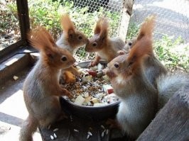 Так вот чем занимаются белки с 1-го канала между Новогодними рекламами.