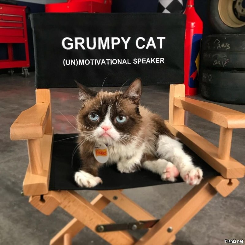 Все уже Grumpy Cat'а забыли, никто не вспомнил, а ему от этого грустно