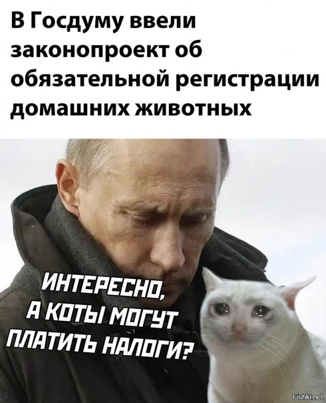 Власти задумались над штрафами для россиян, выкидывающих на улицу собак  и кошек
