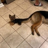 Хвост-терьер.