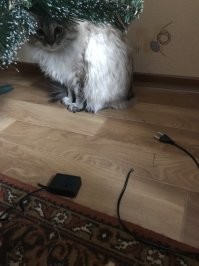 17 котеек, которых поймали с поличным во время преступления