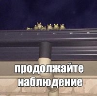 Тараканьи бега и маразм журналистов «Фонтанки»