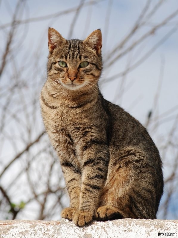 Я один вижу кота?