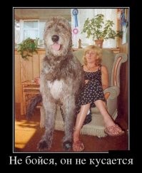 30 знаменитостей, которые души не чают в собаках