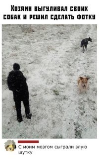 Где третья собака, где  собака...? 
А фотку кто делал то?