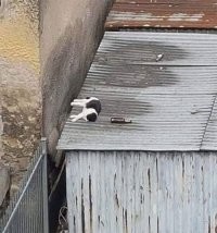 Кот алкоголик - горе в семье.